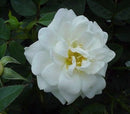 White Cover (Kent)