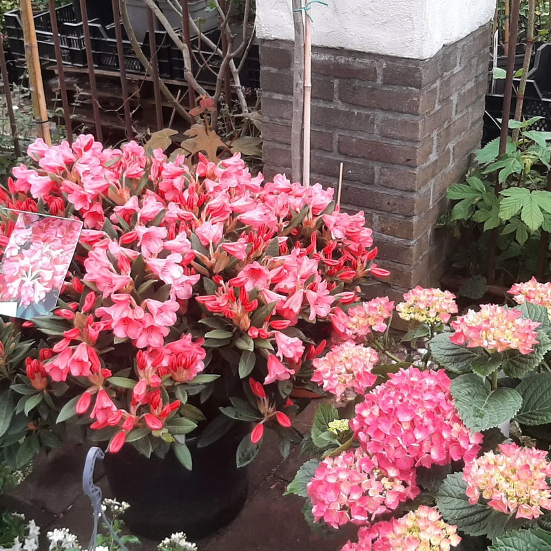 Zondag 1 Mei open!