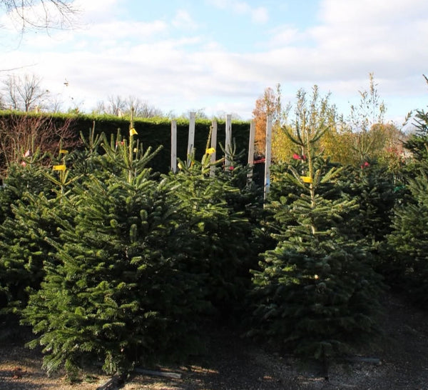 Kerstbomen en December openingstijden!