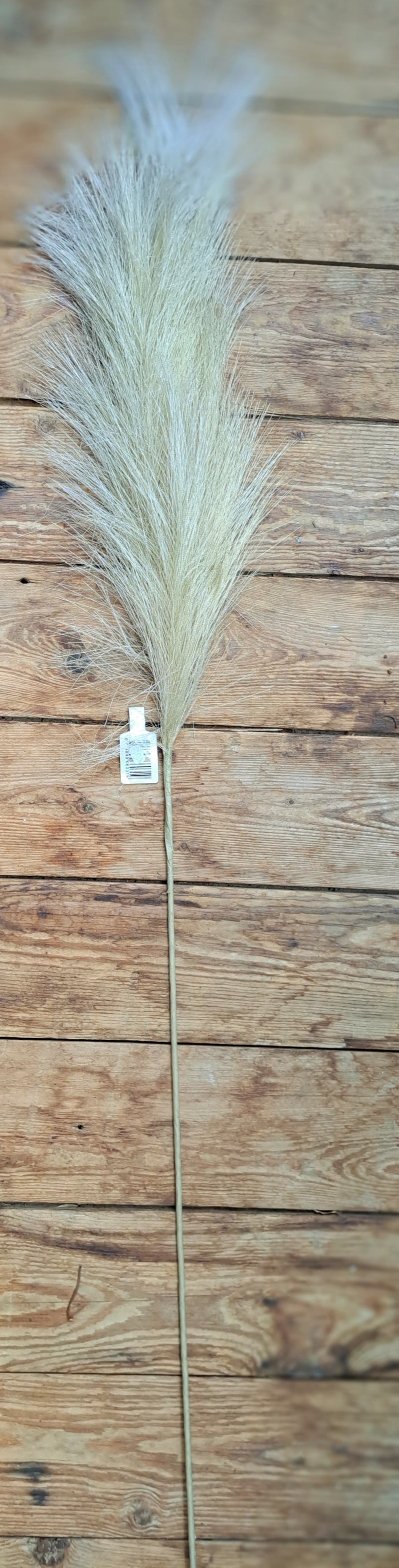 Kunst Pampusgras pluim