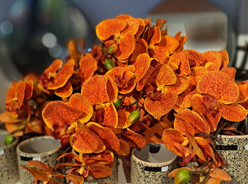 Zijden Phaleanopsis (Orchidee) in herfst tinten