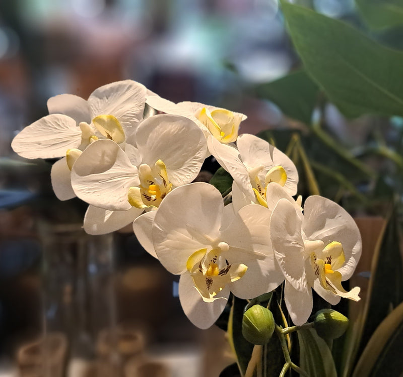 Zijden Orchidee tak Wit