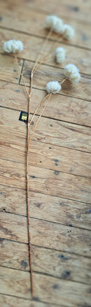 Kunst Clematis pluizebollen