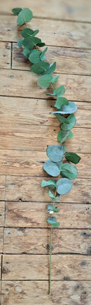 Lange groengrijze Eucalyptus  tak