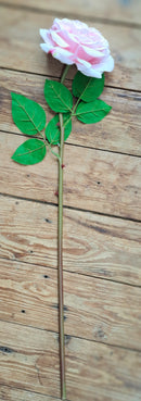 Roze, Engelse zijden roos