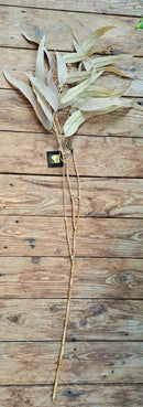 Zijden Herfst Bes-eucalypthus tak