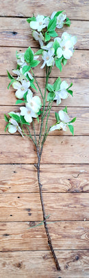 Zijden Amerikaanse Kornoelje