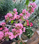 Zijden bloesemtak in licht- of hardroze