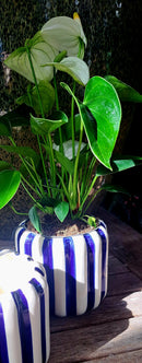 Streepjes bloempotten serie