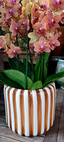 Streepjes bloempotten serie