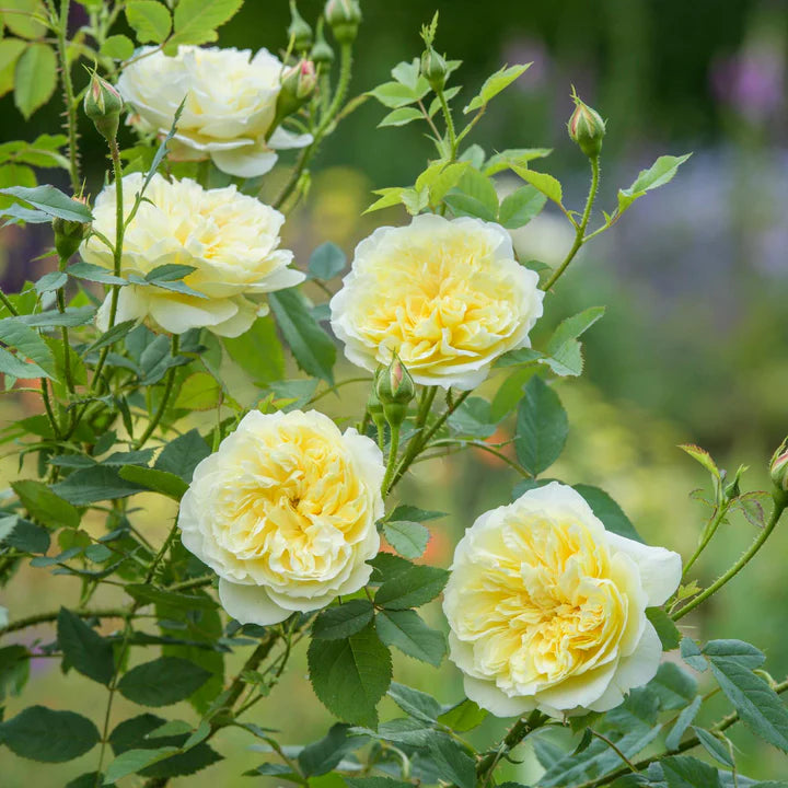 Rosa The Country Parson