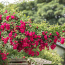 Crimson Showers XXL Extra grote Klimroos, reeds 200-250 cm (C20)