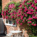 Crimson Showers XXL Extra grote Klimroos, reeds 200-250 cm (C20)