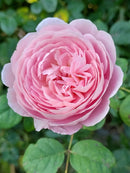 Queen of Sweden 6 ltr pot (C6)