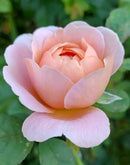 Queen of Sweden 6 ltr pot (C6)