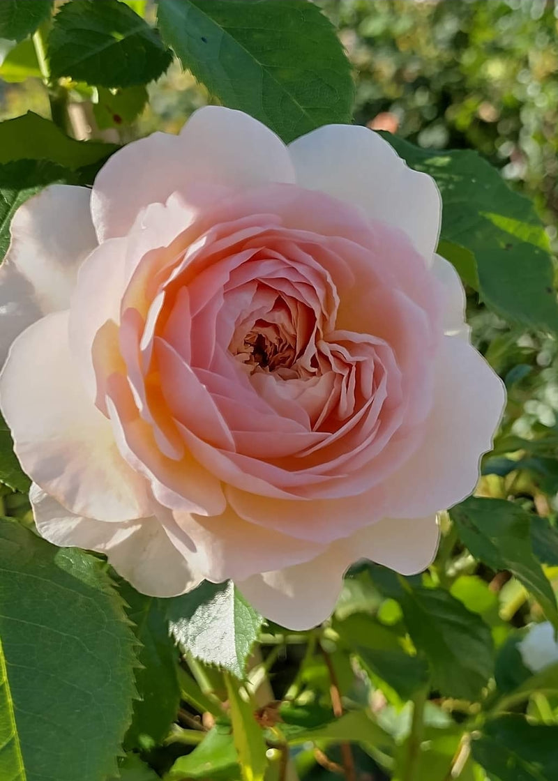 Emily Brontë C6