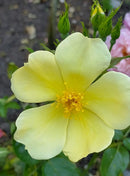 Rosa Tottering by Gently C6