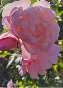 The Generous Gardener C6 Engelse klimroos