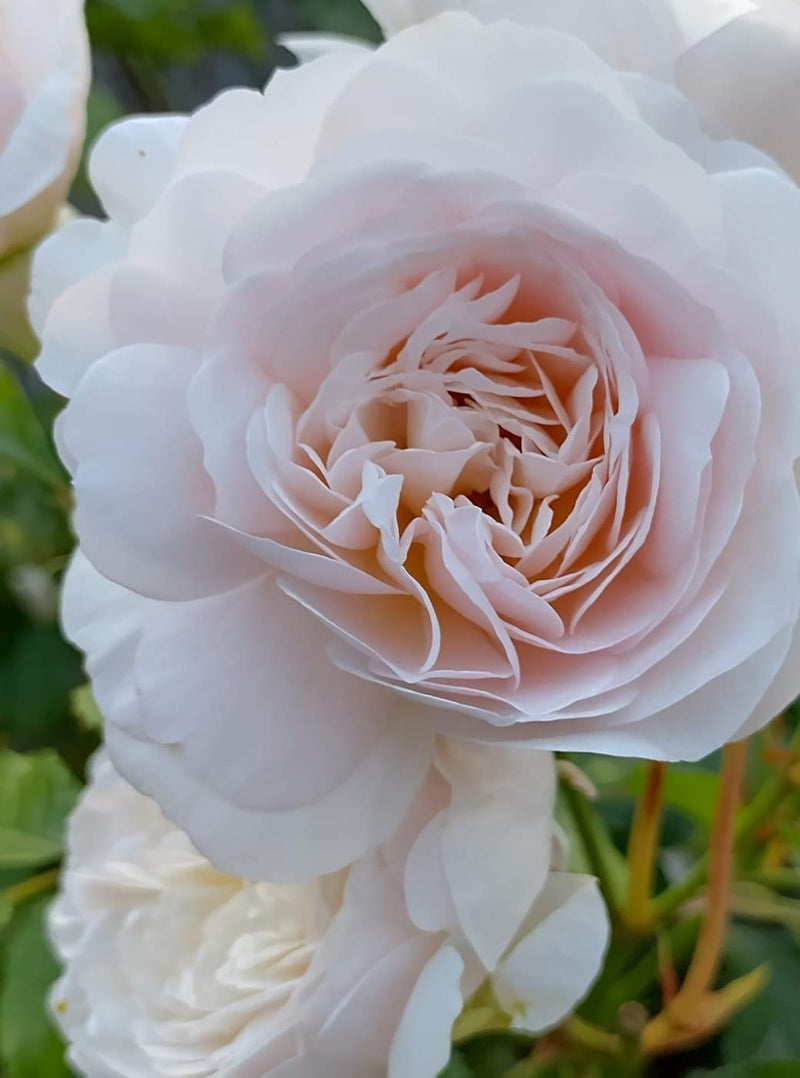 Emily Brontë C6