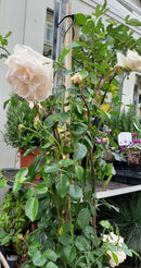 Penny Lane XXL C20 Reeds 200-250 mtr