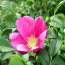 Rugosa