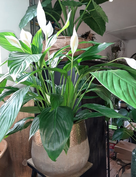 Spathiphyllum