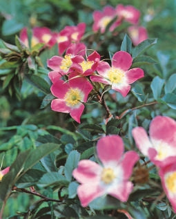 Nitida