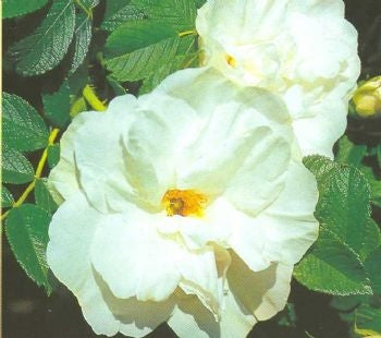 Rugosa Alba