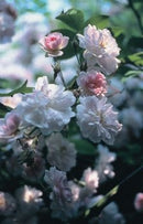 Paul's Himalayan Musk