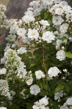 Rambling Rector