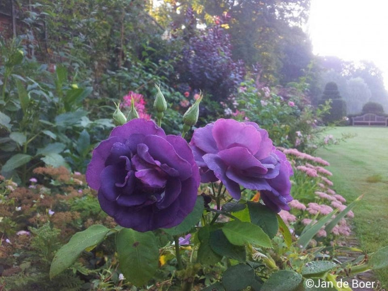 Rhapsody in Blue XXXL