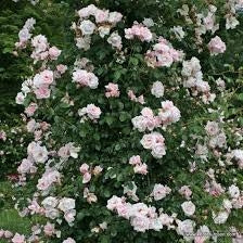 Rosa New Dawn XXXL