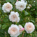 Rosa The Albrighton Rambler 6 ltr pot (C6)