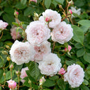 Rosa The Albrighton Rambler 6 ltr pot (C6)