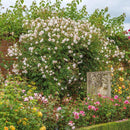 Rosa The Albrighton Rambler 6 ltr pot (C6)
