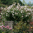 Rosa The Albrighton Rambler 6 ltr pot (C6)