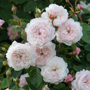 Rosa The Albrighton Rambler 6 ltr pot (C6)
