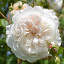 Rosa The Albrighton Rambler 6 ltr pot (C6)