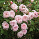 Rosa The Albrighton Rambler 6 ltr pot (C6)