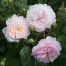 Rosa The Albrighton Rambler 6 ltr pot (C6)