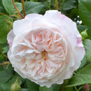 Rosa The Albrighton Rambler 6 ltr pot (C6)