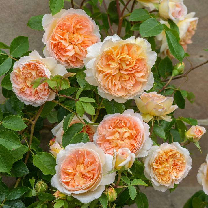 Rosa Bathsheba  C6 Engelse klimroos