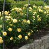 Rosa Sommer Gold Extra grote klimroos C20 Reeds 2 - 2.5 mtr