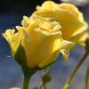 Rosa Sommer Gold Extra grote klimroos C20 Reeds 2 - 2.5 mtr