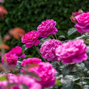 James L. Austin 6 ltr pot (C6)