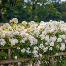 Rosa Kew Gardens 6 ltr pot (C6)