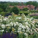 Rosa Kew Gardens 6 ltr pot (C6)