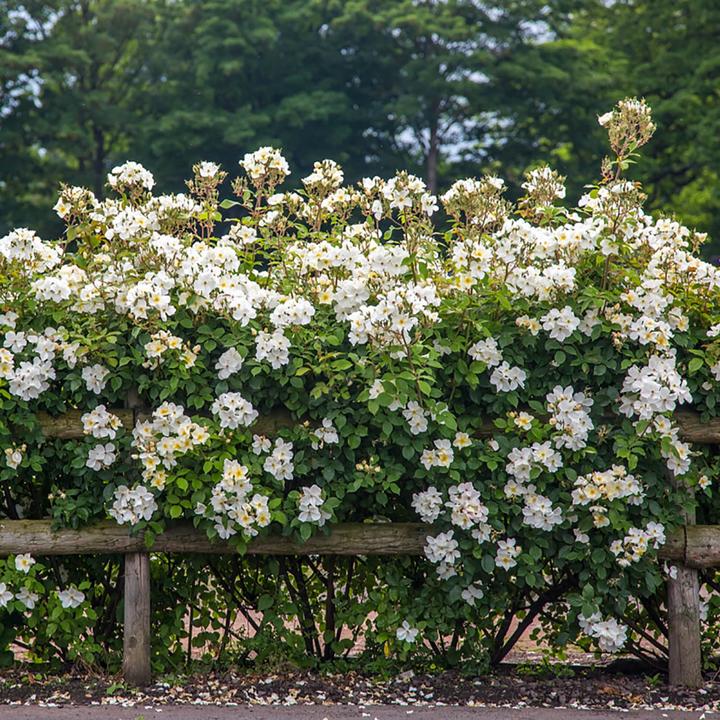 Rosa Kew Gardens 6 ltr pot (C6)