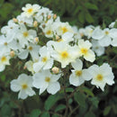 Rosa Kew Gardens 6 ltr pot (C6)