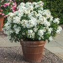 Rosa Kew Gardens 6 ltr pot (C6)